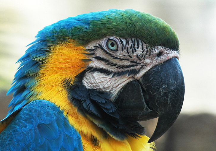 photography of green and yellow parrot