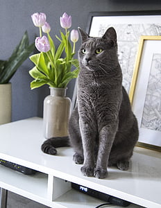 gray furred cat near purple tulips on white surface
