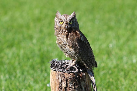 selective focus photo of brown owl perching on brown trunk