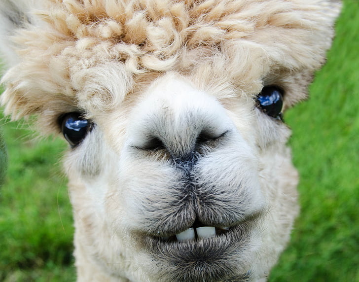 close-up photography of tan llama