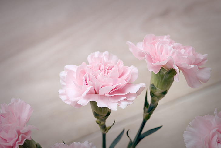 two pink carnations
