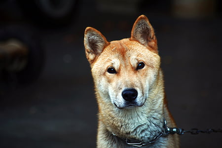 shallow focus photography of short-coated brown dog