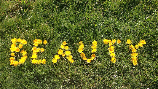 yellow petaled flowers in grass field
