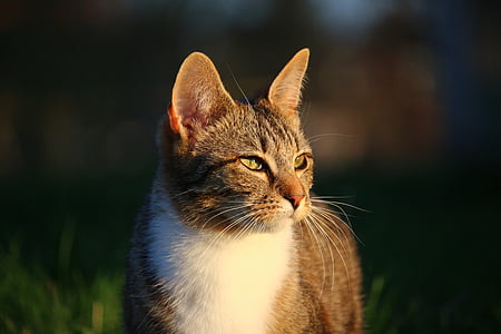 short-fur gray tabby cat