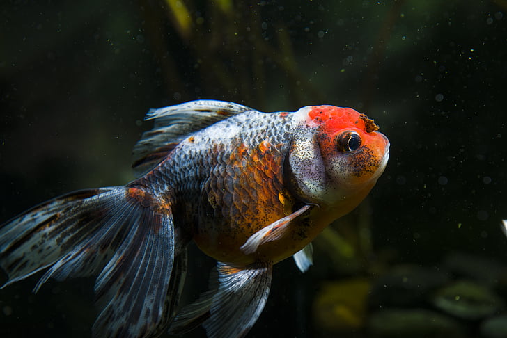 closeup photography of red and gray pet fish