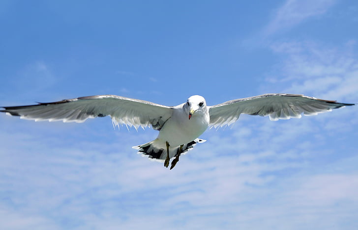 white seagull flying during daytime