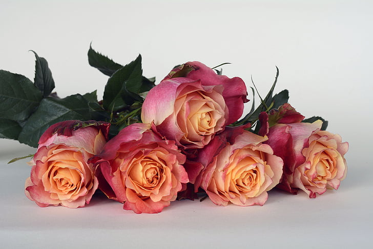 pink and yellow roses on white background