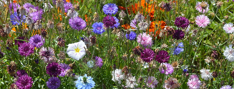 assorted-color petaled flowers