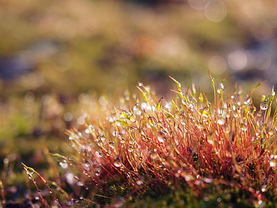 macro photography of red grass