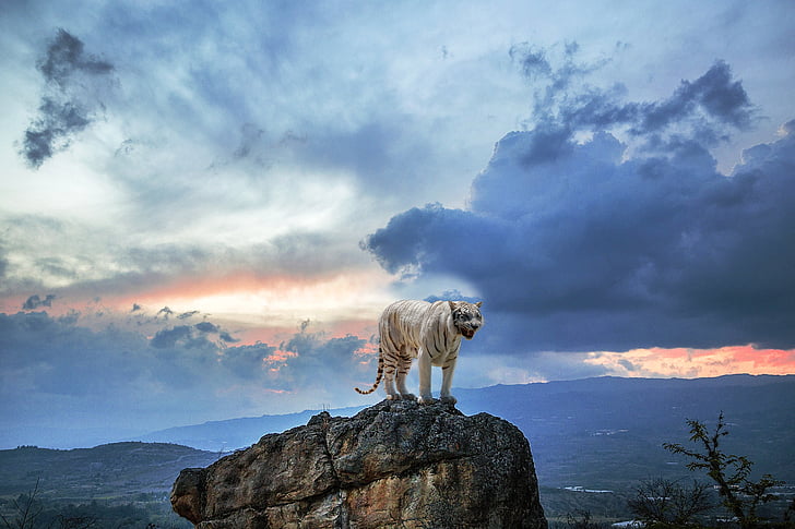 Tiger standing on top of brown rock under cloudy sky