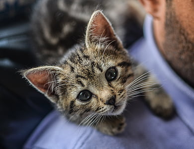 shallow focus photography of silver tabby kitten
