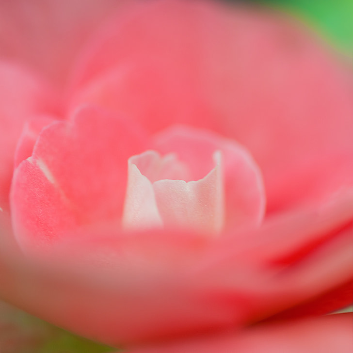macro photography of pink flower