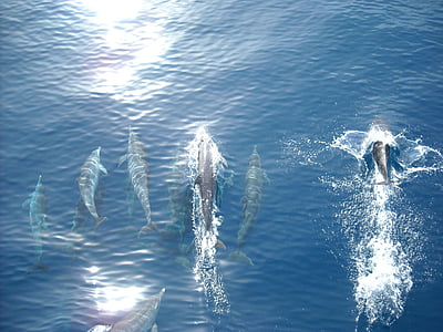 top view of dolphins on body of water