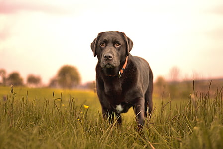 adult black Labrador retiever standing on grass field