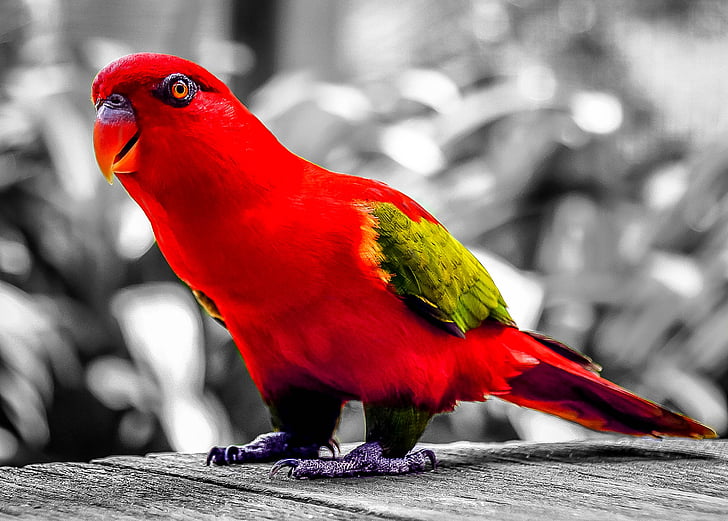red and green bird in selective color photography
