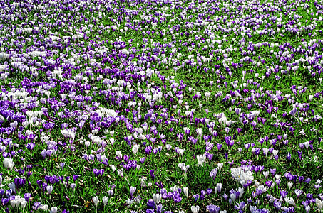 purple and white flower field