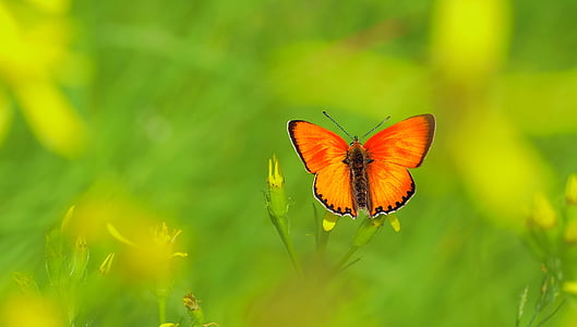 orange butterfly perching on yellow and green plant at daytime
