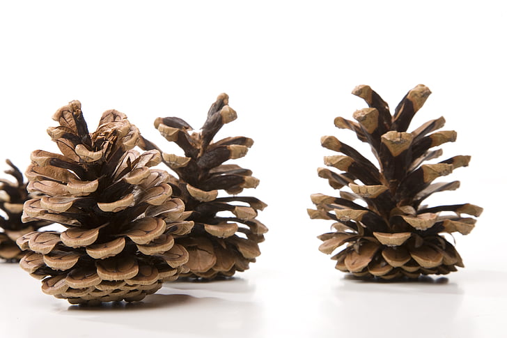 pine cones on white surface