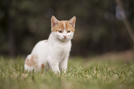 selective focus photograph of orange tabby cat