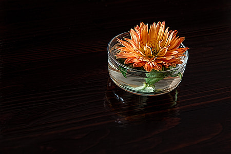 orange chrysanthemum in clear glass vase closeup photography