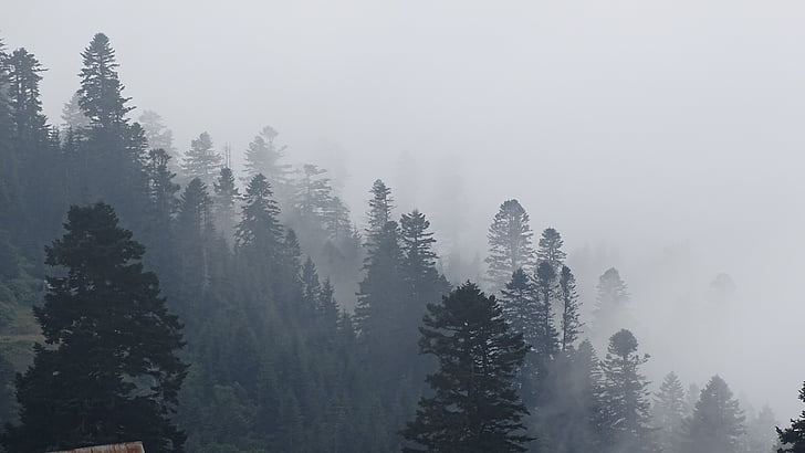green trees covered in fog
