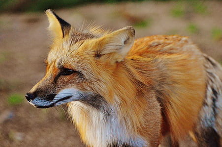 selective focus photography of brown fox at daytime