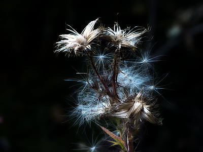 closeup photo of dandelion flower