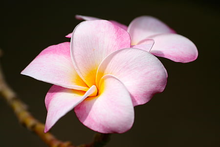 close-up photo of pink plumeria flowers