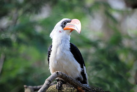 white and black toucan