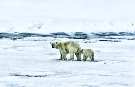 two white Polar bears