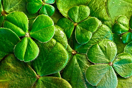 close-up photography of green leaf plant