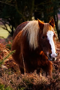 brown and white horse standing on grass