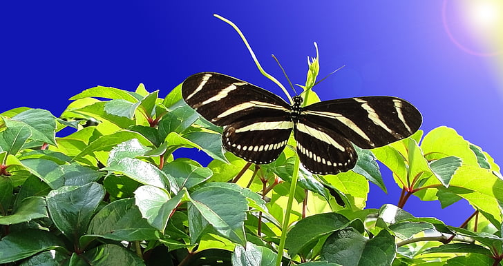 black and white stripe butterfly on green leaf
