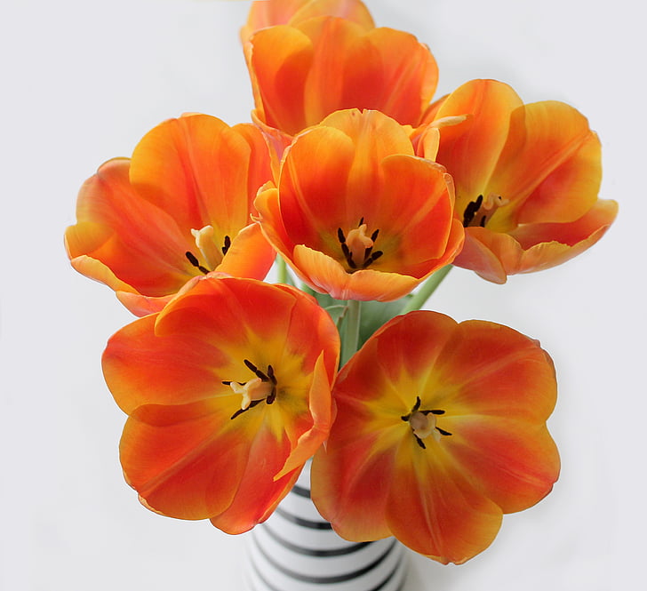 orange polix flowers