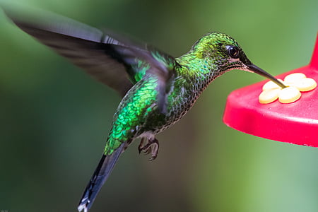 shallow focus photo of green hummingbird