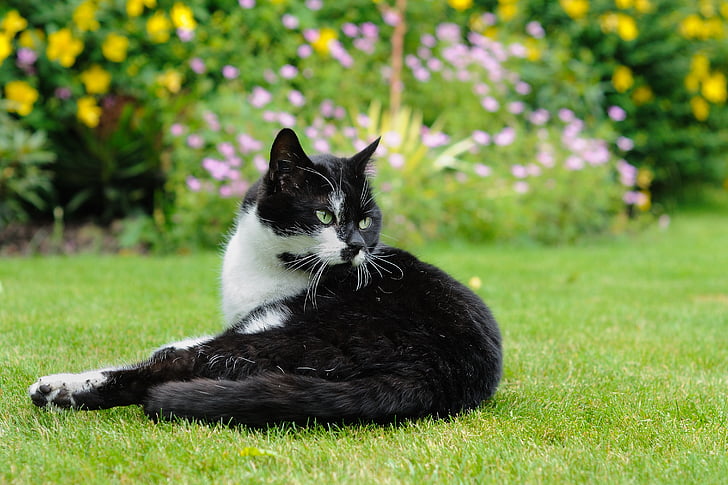 selective focus photography of tuxedo cat lying on grass field