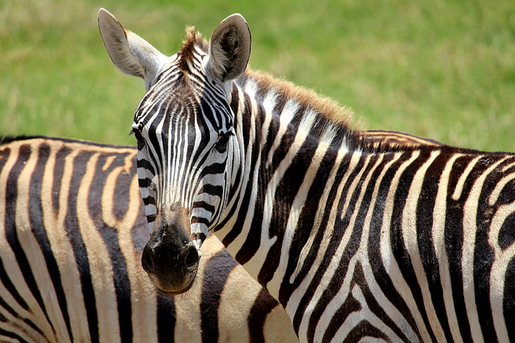 Royalty-Free photo: Two zebra on outdoor during daytime | PickPik