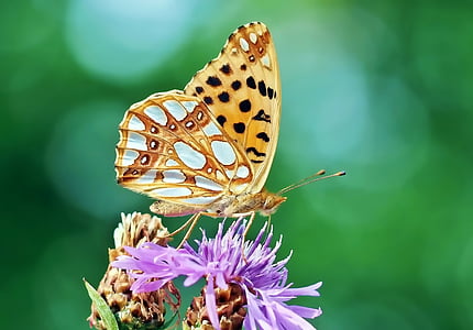 shallow focus photography of orange butterfly on purple petal flower