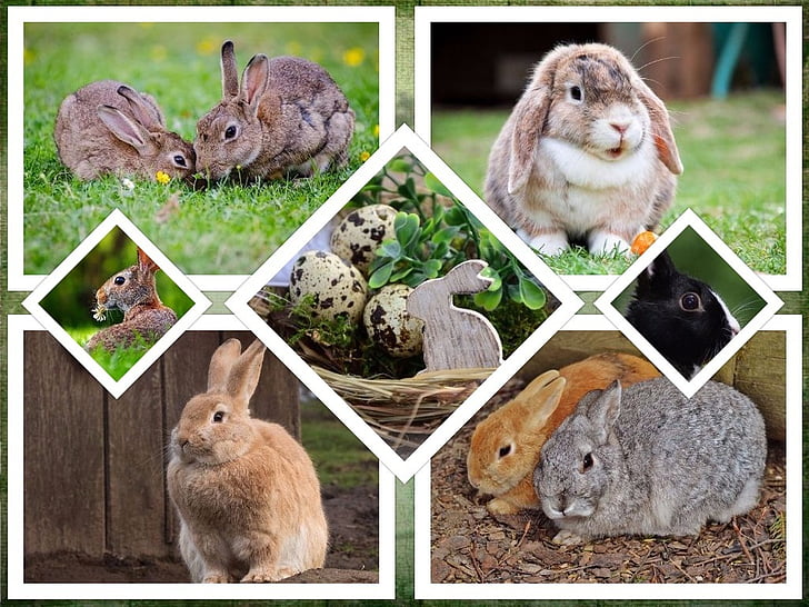 assorted rabbits collage