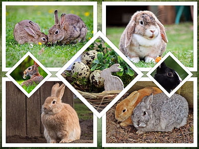 assorted rabbits collage
