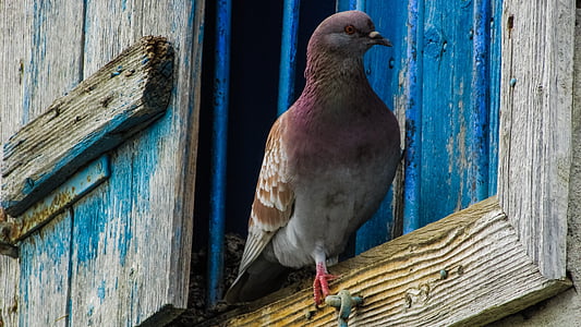 brown and gray pigeon standing on a brown wooden framed window