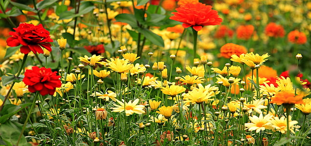 yellow and red flower field