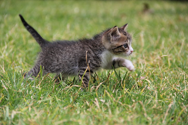 gray Tabby kitten on green grass during daytime
