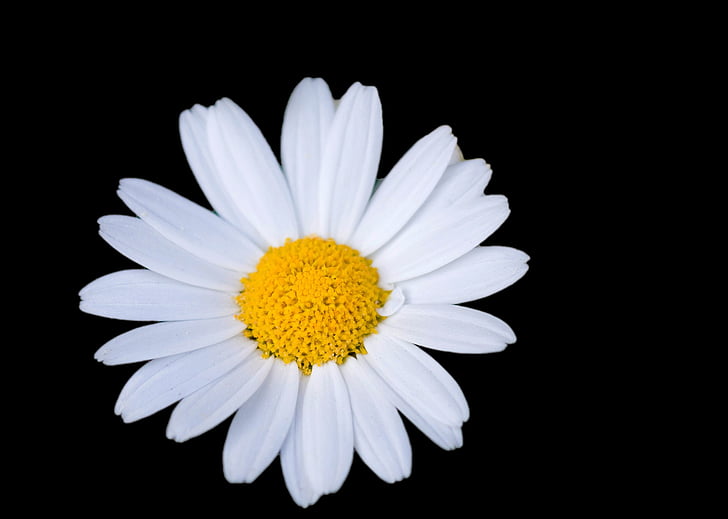 closeup photo of white daisy flower