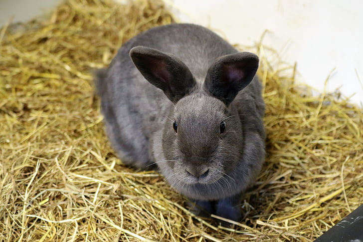 gray rabbit on brown hay