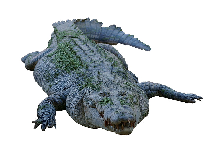 gray salt crocodile