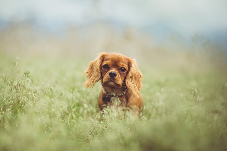 adult tan English toy spaniel on selective focus photography