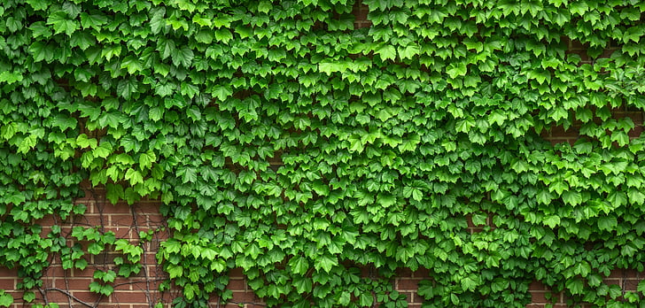 green leaf plant on wall