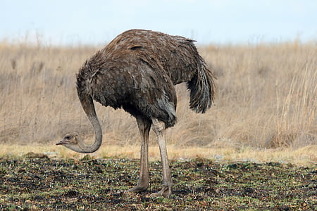 ostrich during daytime