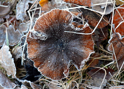 brown and black wild mushroom